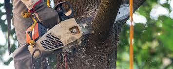 Best Firewood Processing and Delivery  in Belmond, IA