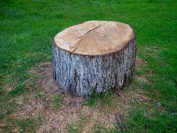 Best Emergency Tree Removal  in Belmond, IA