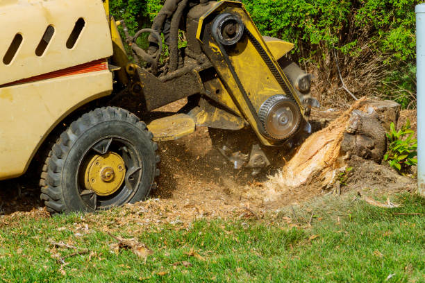 Best Hazardous Tree Removal  in Belmond, IA