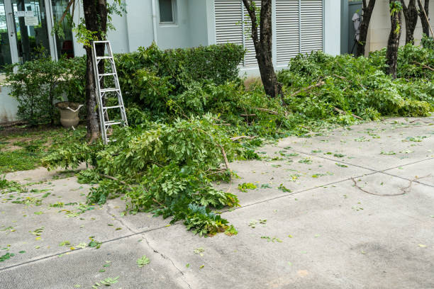 Best Pest Control for Lawns  in Belmond, IA