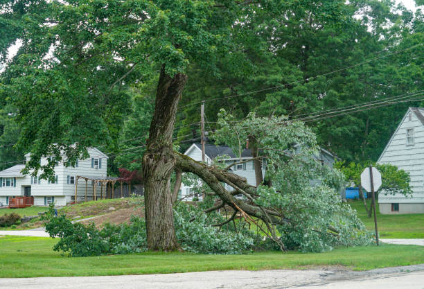 Best Arborist Consultation Services  in Belmond, IA